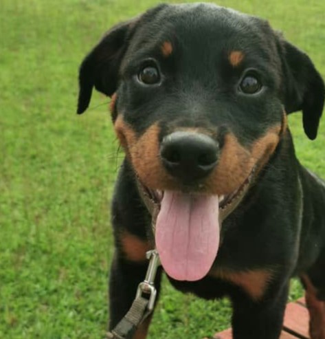 Vente de chiots